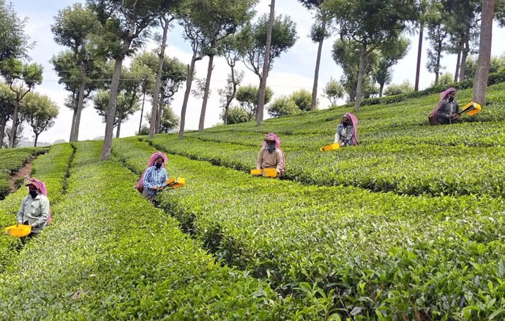 Tripura Tea Workers