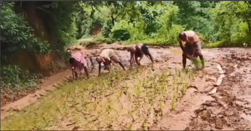 Villagers planting paddy in road